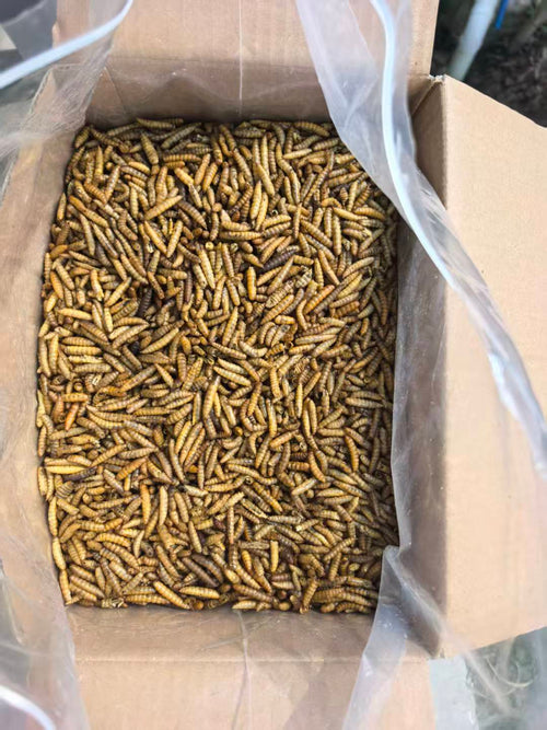 Black Soldier Fly Larvae